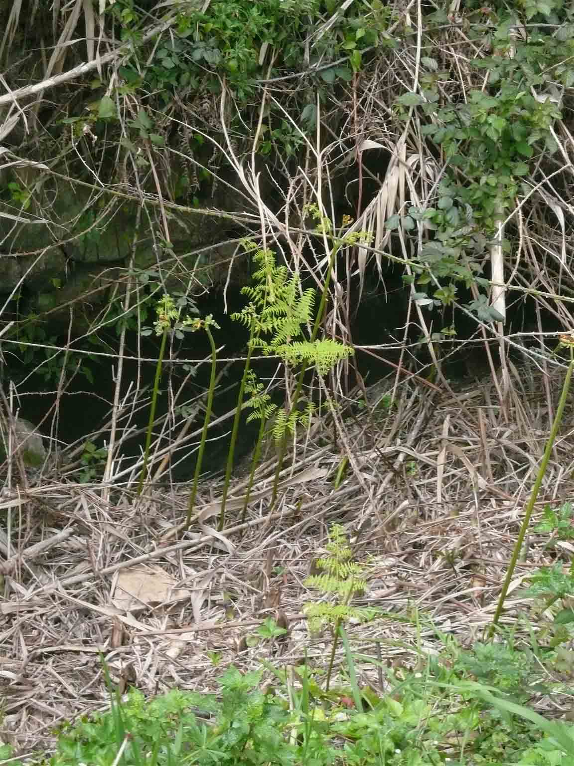 Pteridium aquilinum
